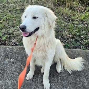 Enlarge Frost, an adoptable mixed breed in White Bear Lake, MN image 6/6