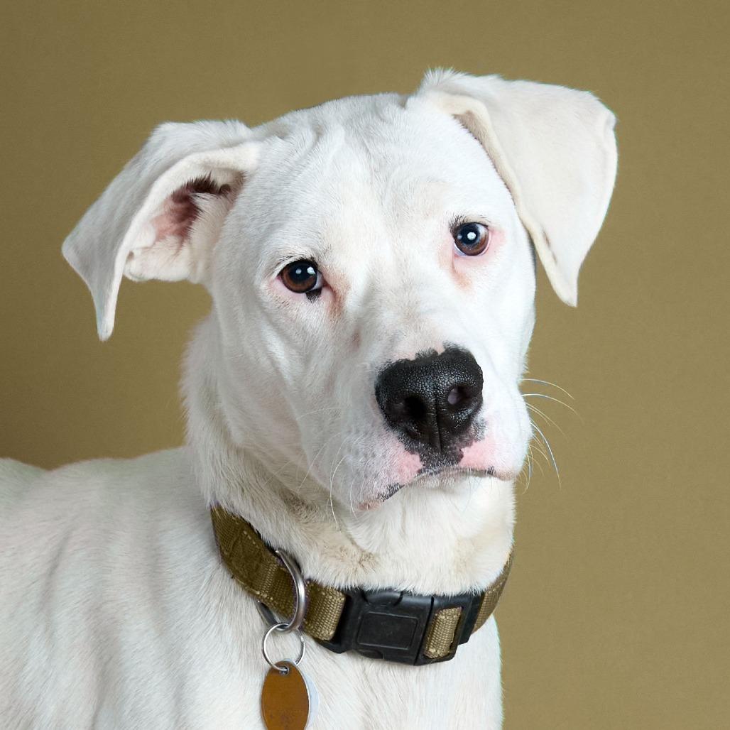 Tuna, Adoptable, Young Female Mixed Breed.