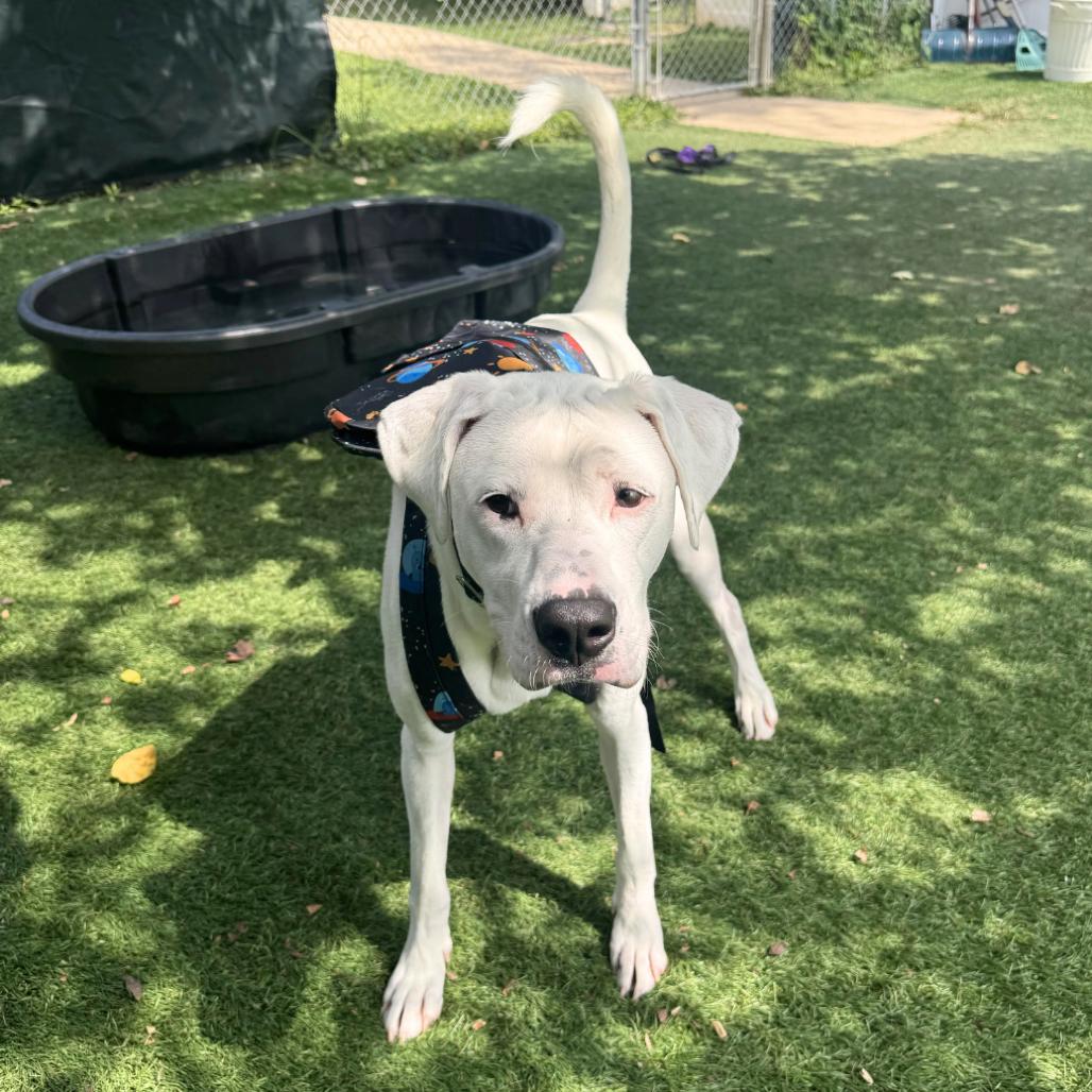 Enlarge Tuna, a Adoptable Mixed Breed in Saint Charles, MO image 3/6