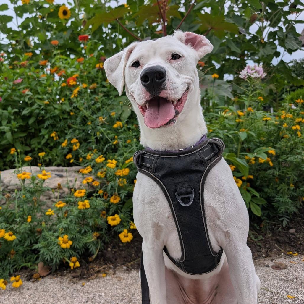 Enlarge Tuna, a Adoptable Mixed Breed in Saint Charles, MO image 5/6