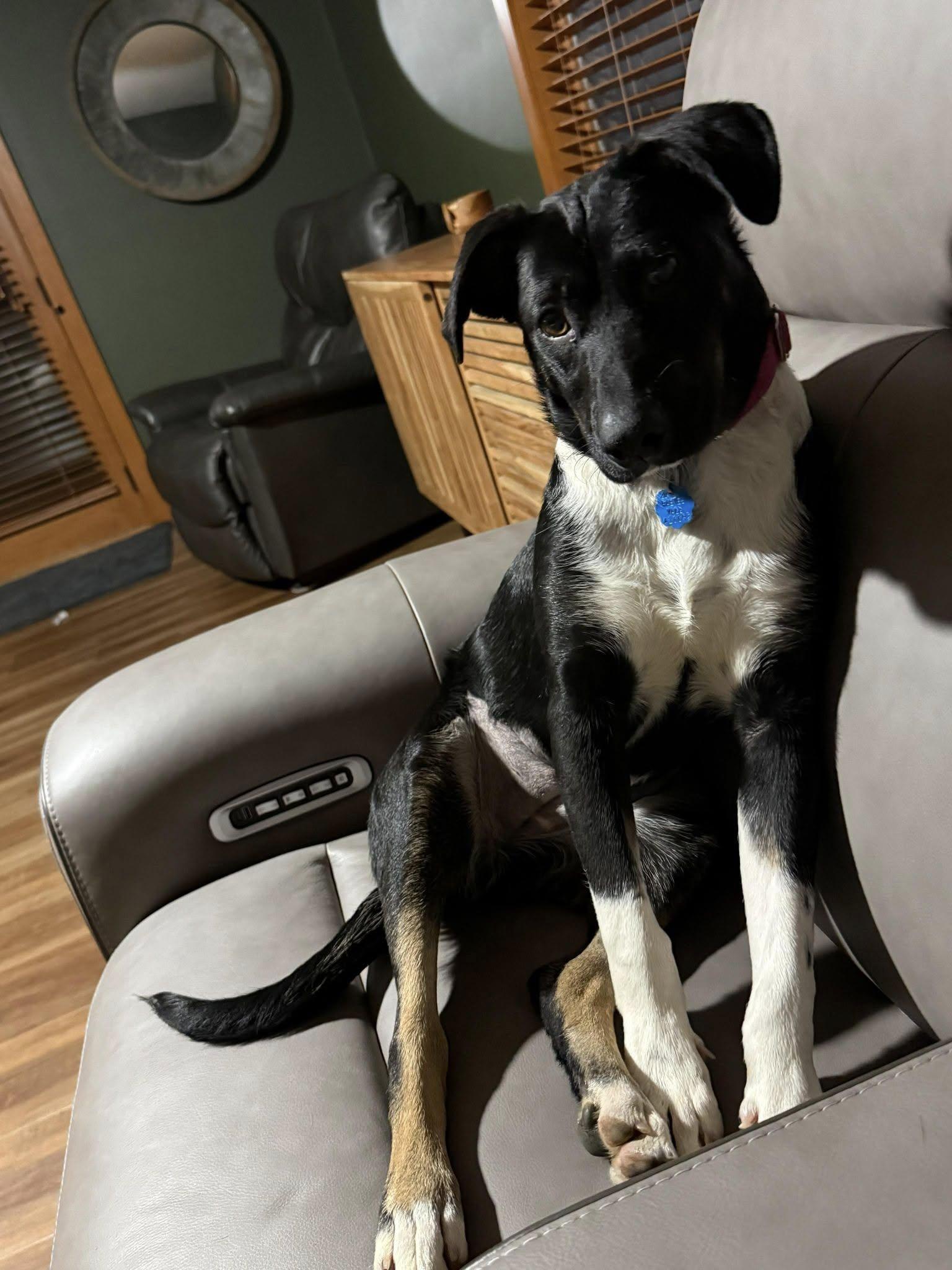 Enlarge Cindy Lou, a Adoptable mixed breed in Grand Island, NE image 1/3