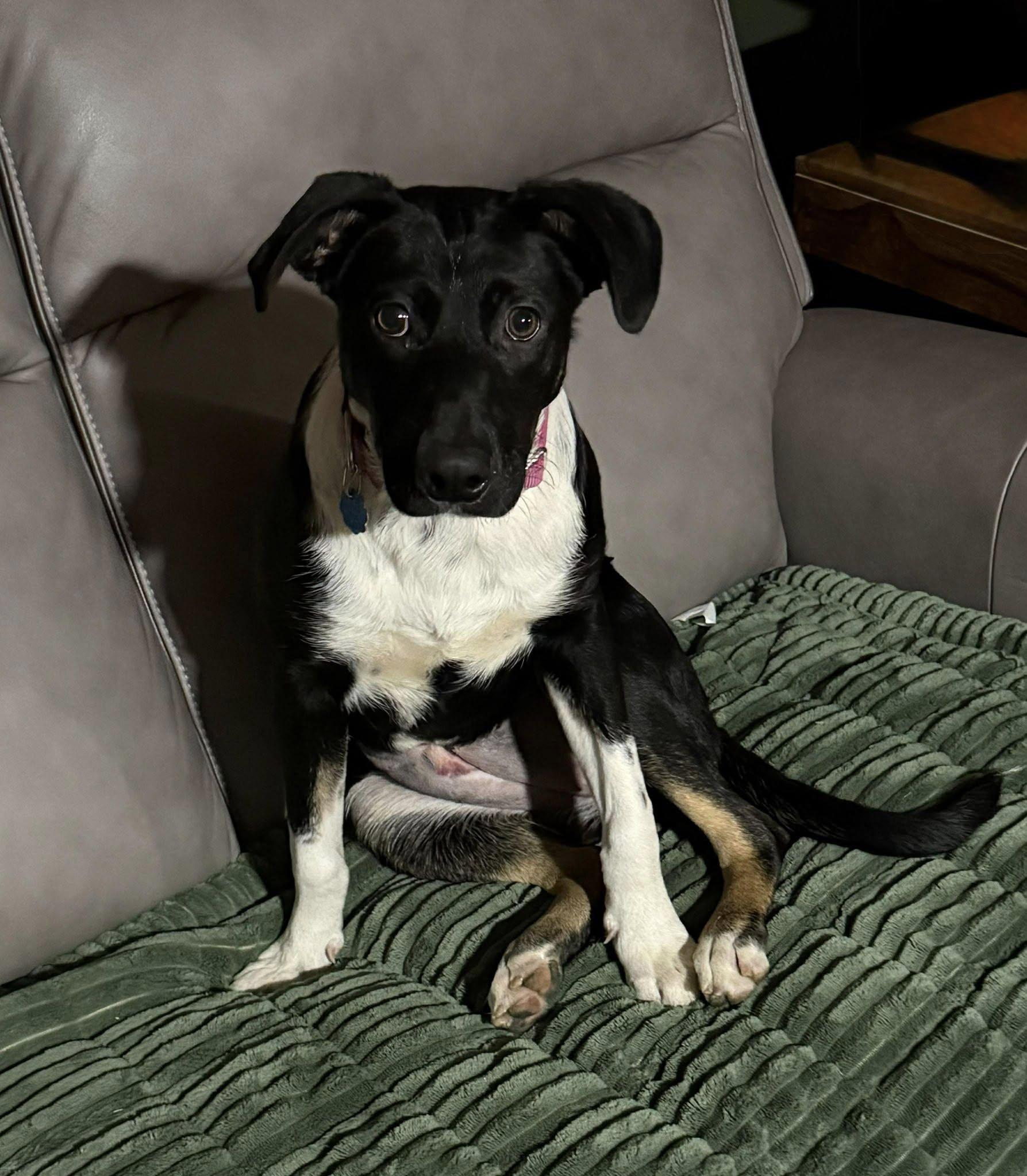 Enlarge Cindy Lou, a Adoptable mixed breed in Grand Island, NE image 2/3