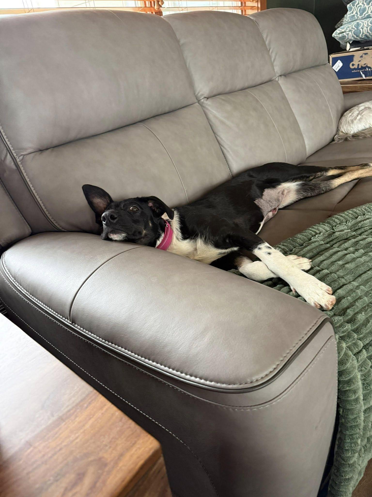 Enlarge Cindy Lou, a Adoptable mixed breed in Grand Island, NE image 3/3