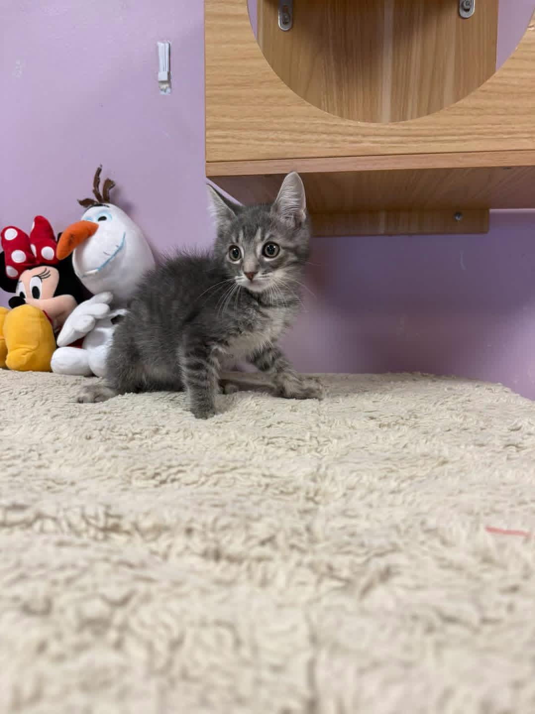 Blue, ADOPTABLE, Young Male Domestic Short Hair.