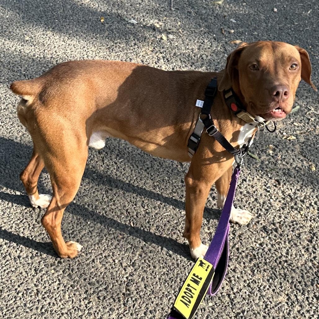 Bruno, Adoptable, Young Male Hound & Mixed Breed.