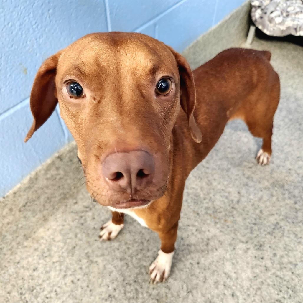 Enlarge Bruno, a Adoptable mixed breed in Falls Church, VA image 2/6