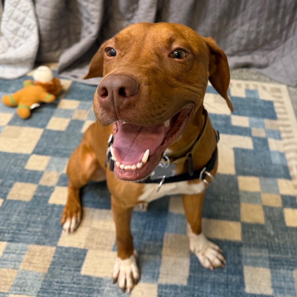 Enlarge Bruno, a Adoptable mixed breed in Falls Church, VA image 3/6