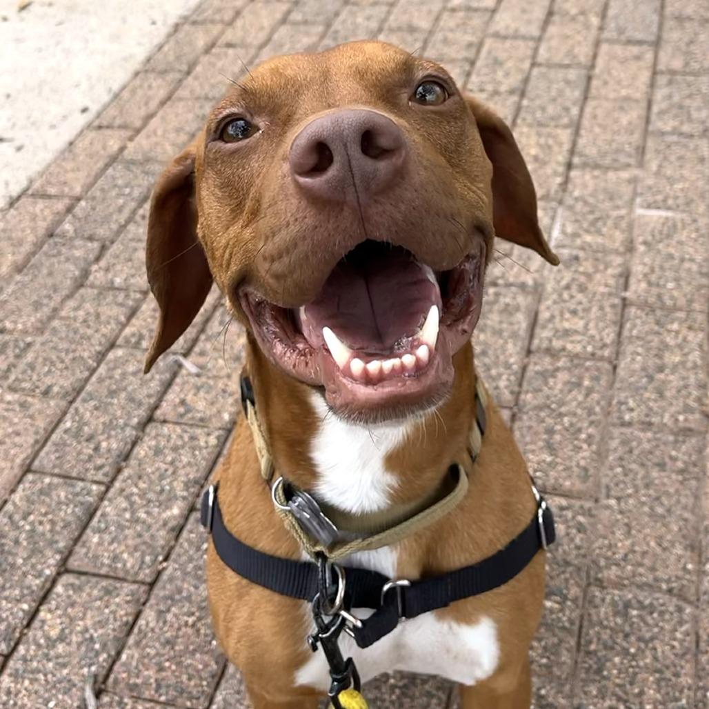 Enlarge Bruno, a Adoptable mixed breed in Falls Church, VA image 4/6