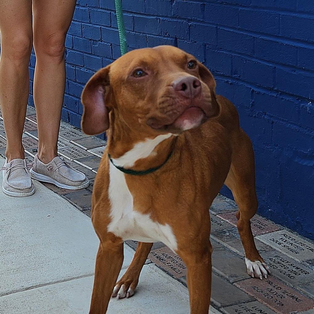 Enlarge Bruno, a Adoptable mixed breed in Falls Church, VA image 5/6