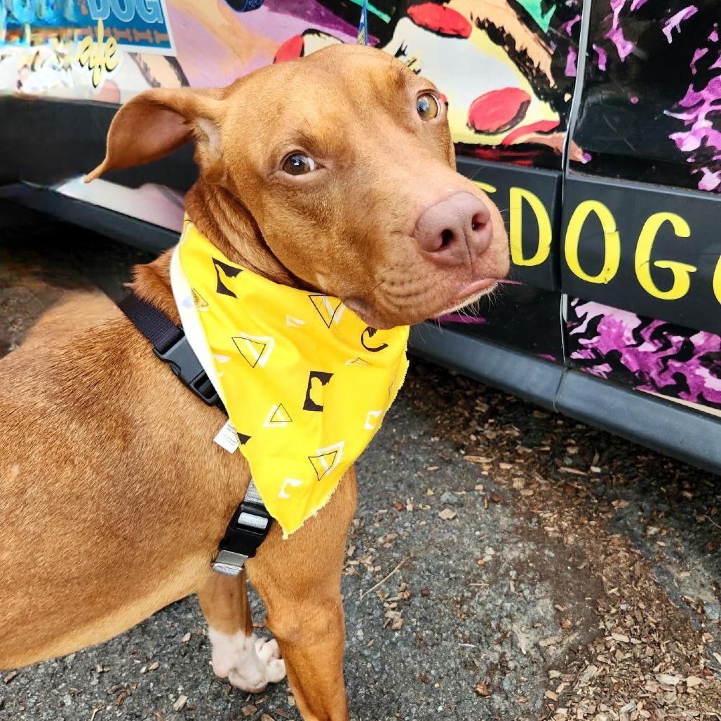 Enlarge Bruno, a Adoptable mixed breed in Falls Church, VA image 6/6