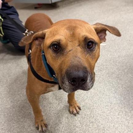 Dozer, Adoptable, Adult Male Mixed Breed.