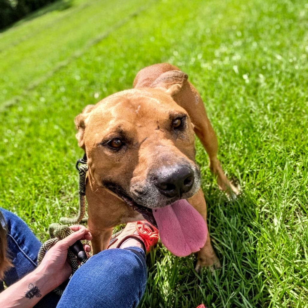 Enlarge Dozer, a Adoptable Mixed Breed in Jacksonville, FL image 2/3