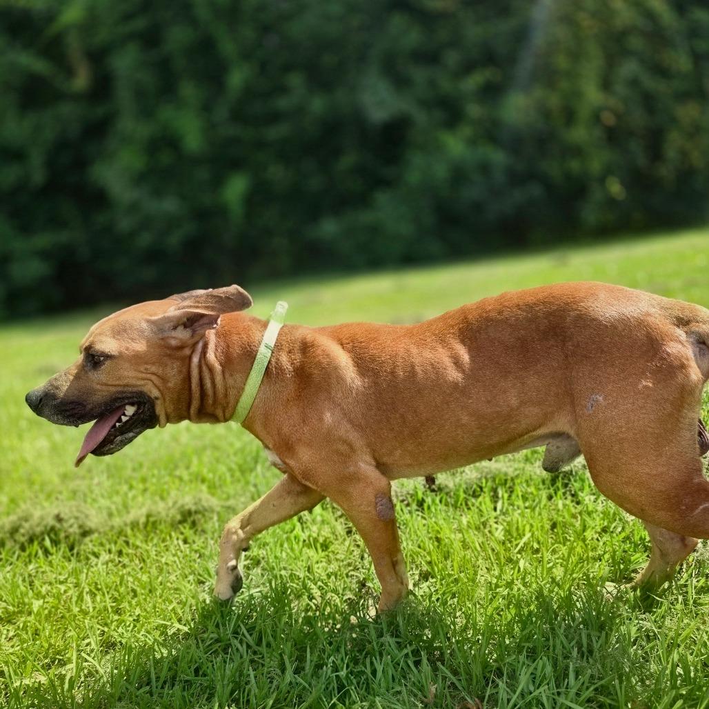 Enlarge Dozer, a Adoptable Mixed Breed in Jacksonville, FL image 3/3