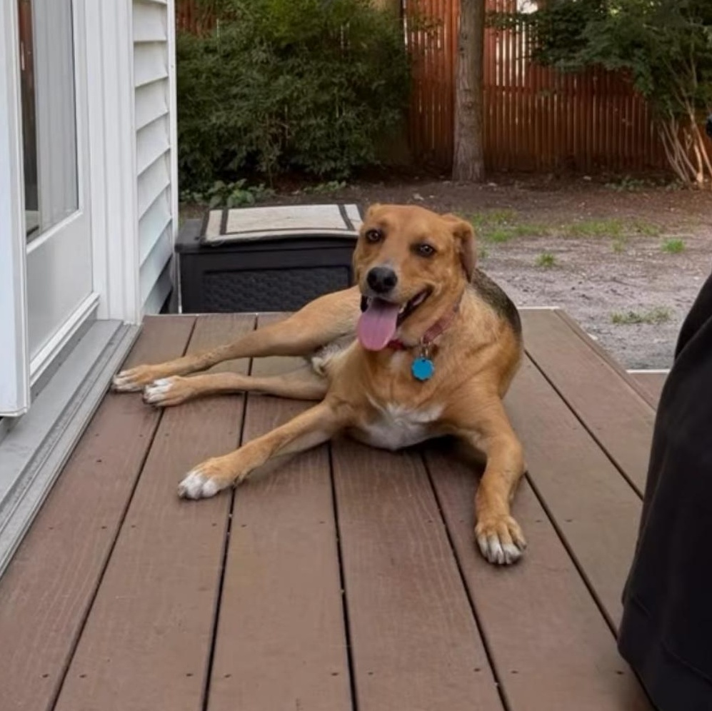 Enlarge Toby, a ADOPTABLE Mixed Breed in Yaphank, NY image 3/3