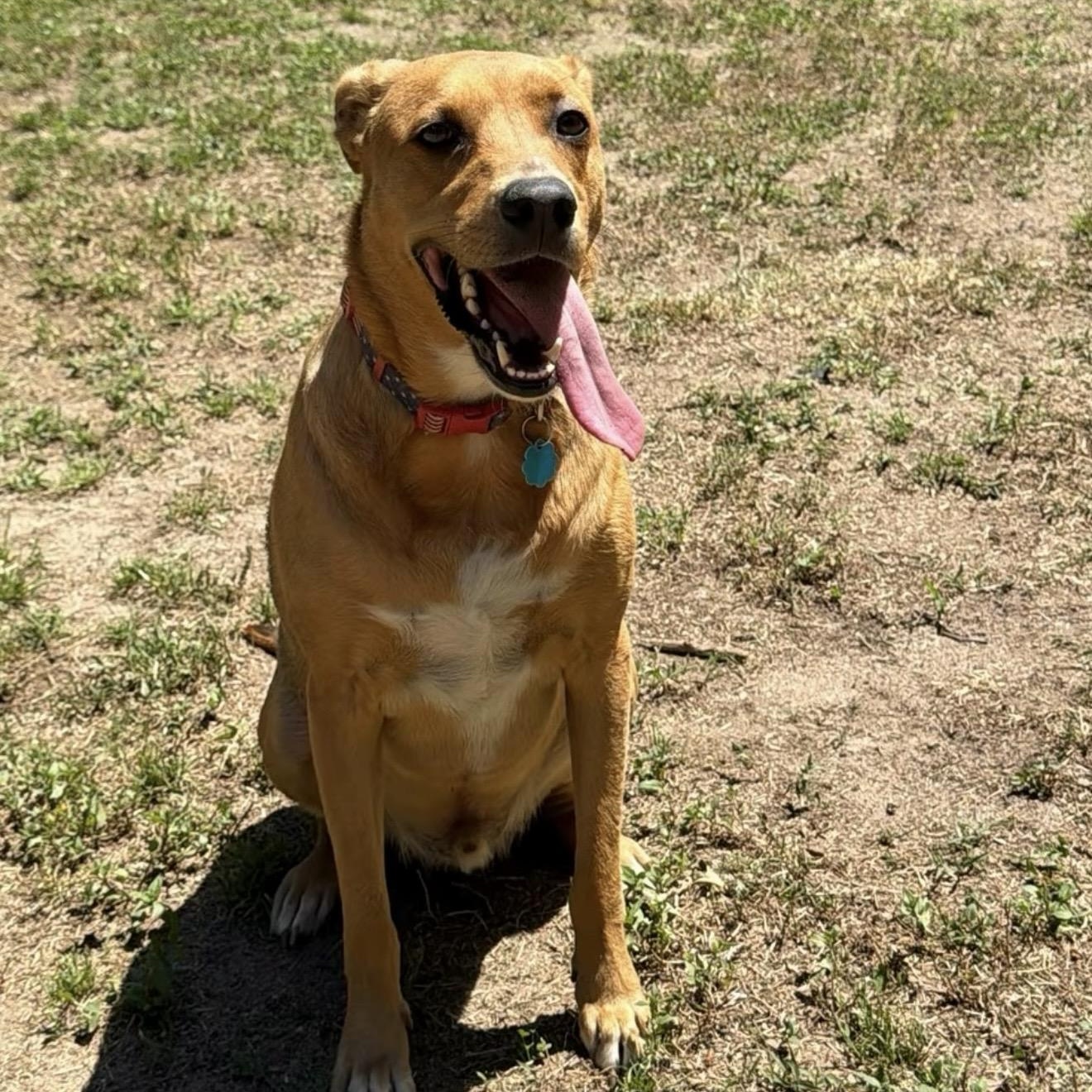 Enlarge Toby, a ADOPTABLE Mixed Breed in Yaphank, NY image 1/3