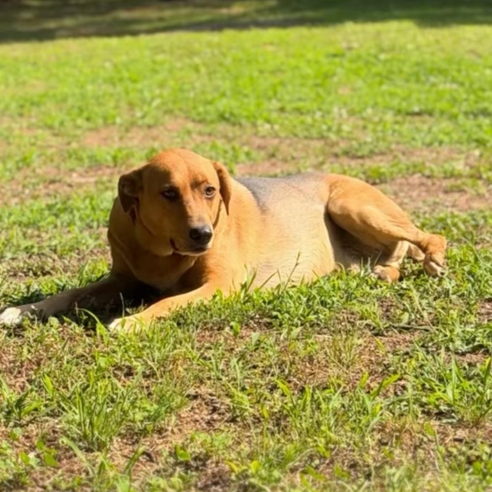 Enlarge Toby, a ADOPTABLE Mixed Breed in Yaphank, NY image 2/3