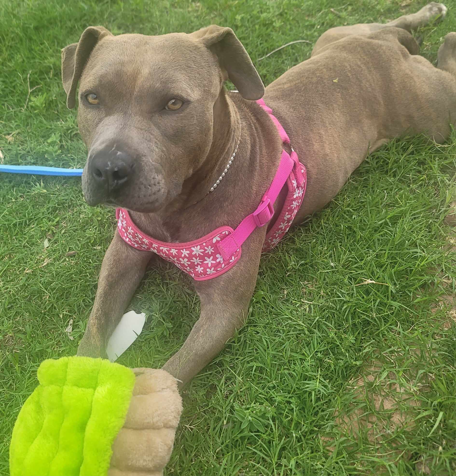 Eloise, Adopted, Adult Female Pit Bull Terrier.