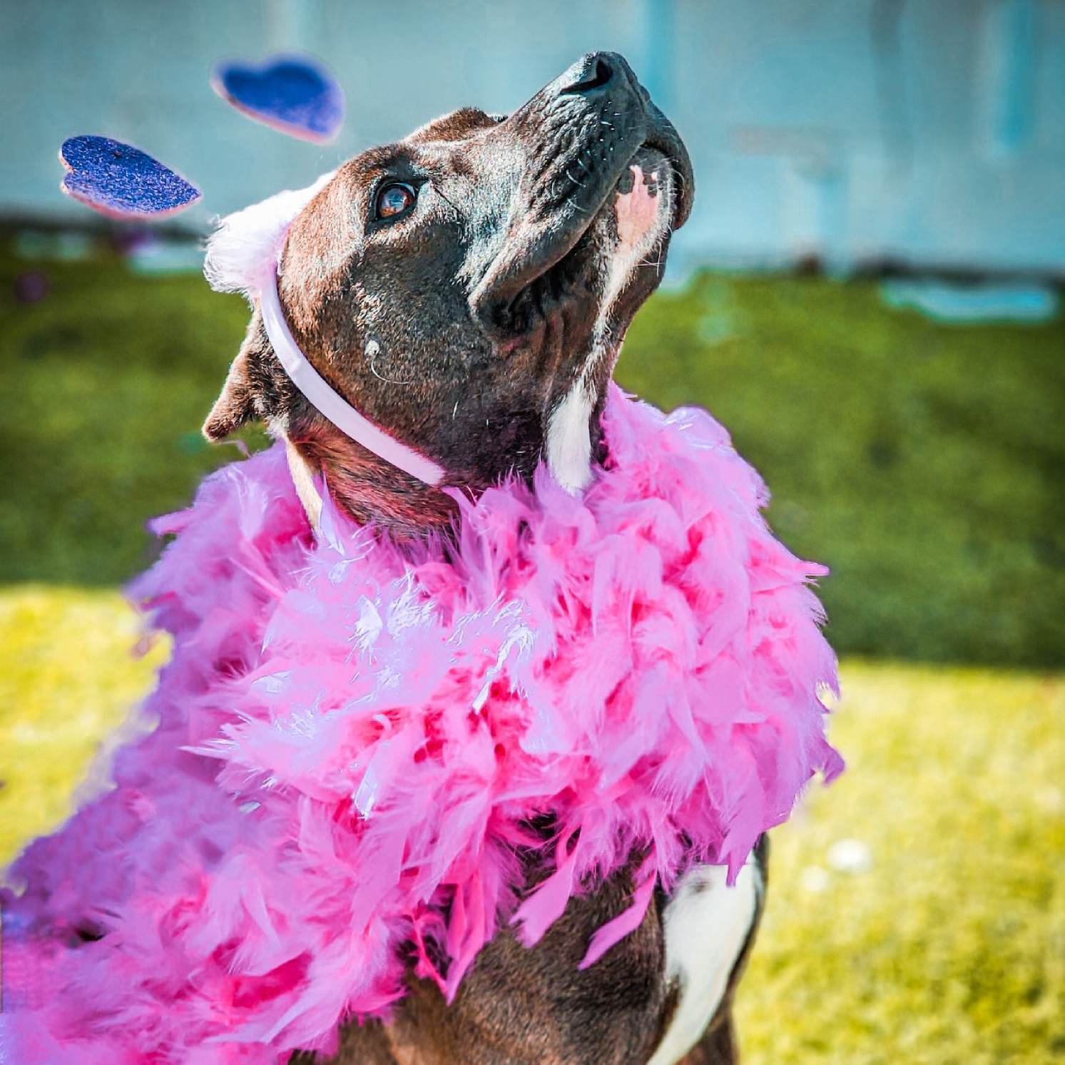 Eloise, a Adopted mixed breed in Roswell, NM image 2/6