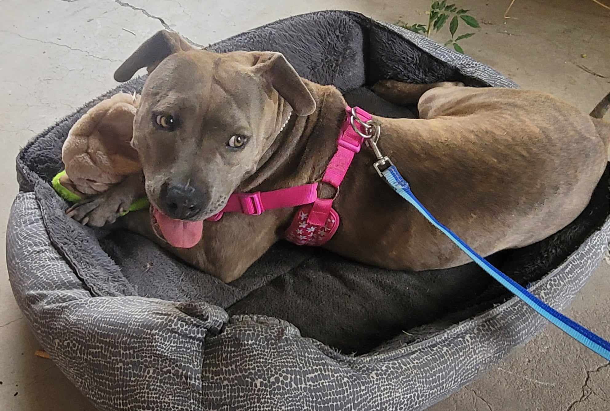 Eloise, a Adopted mixed breed in Roswell, NM image 3/6