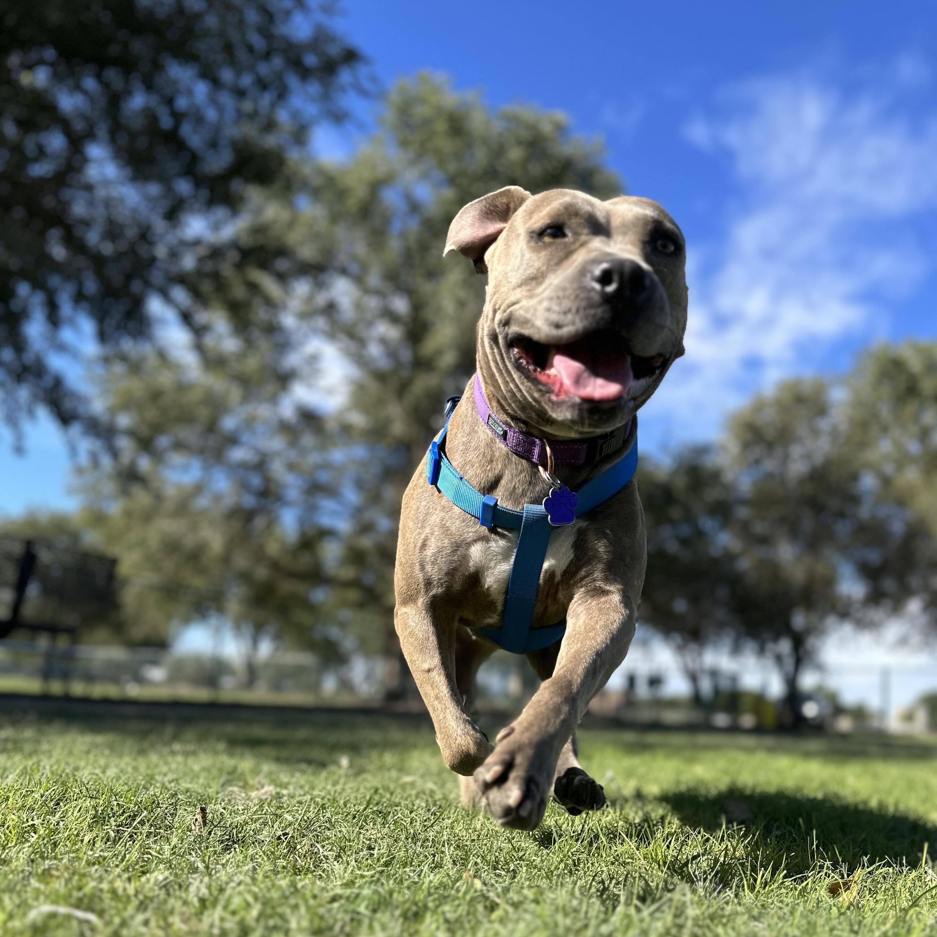 Eloise, a Adopted mixed breed in Roswell, NM image 4/6