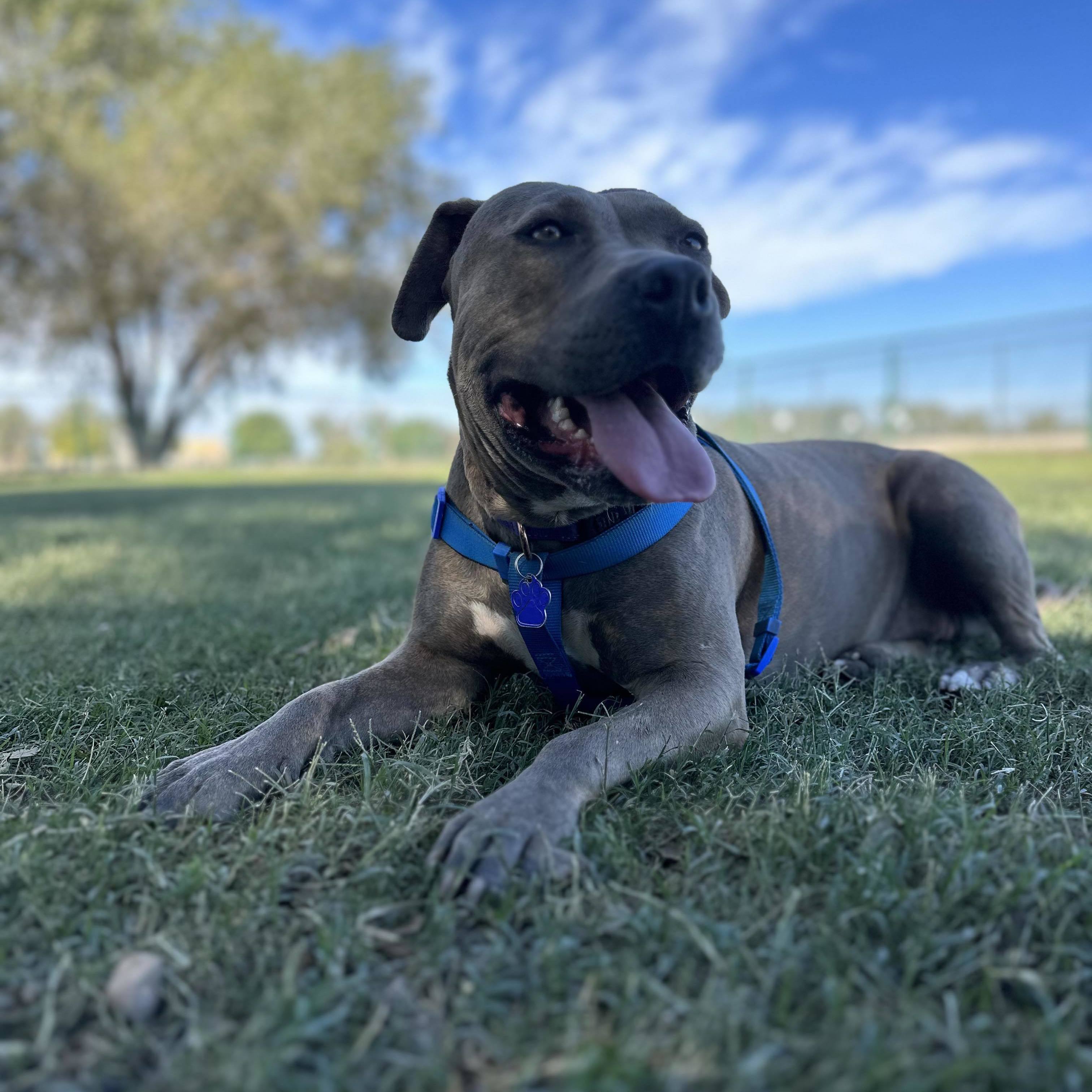 Eloise, a Adopted mixed breed in Roswell, NM image 5/6