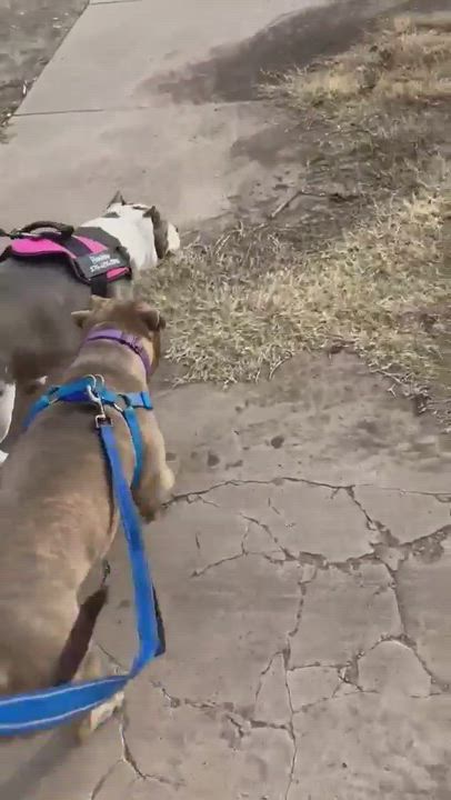 Enlarge Eloise, a Adopted mixed breed in Roswell, NM video 6/6