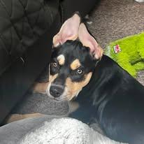Enlarge Stella Artoris, a ADOPTABLE mixed breed in Manahawkin, NJ image 2/2