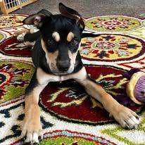 Stella Artoris, ADOPTABLE, Puppy Female Pit Bull Terrier.