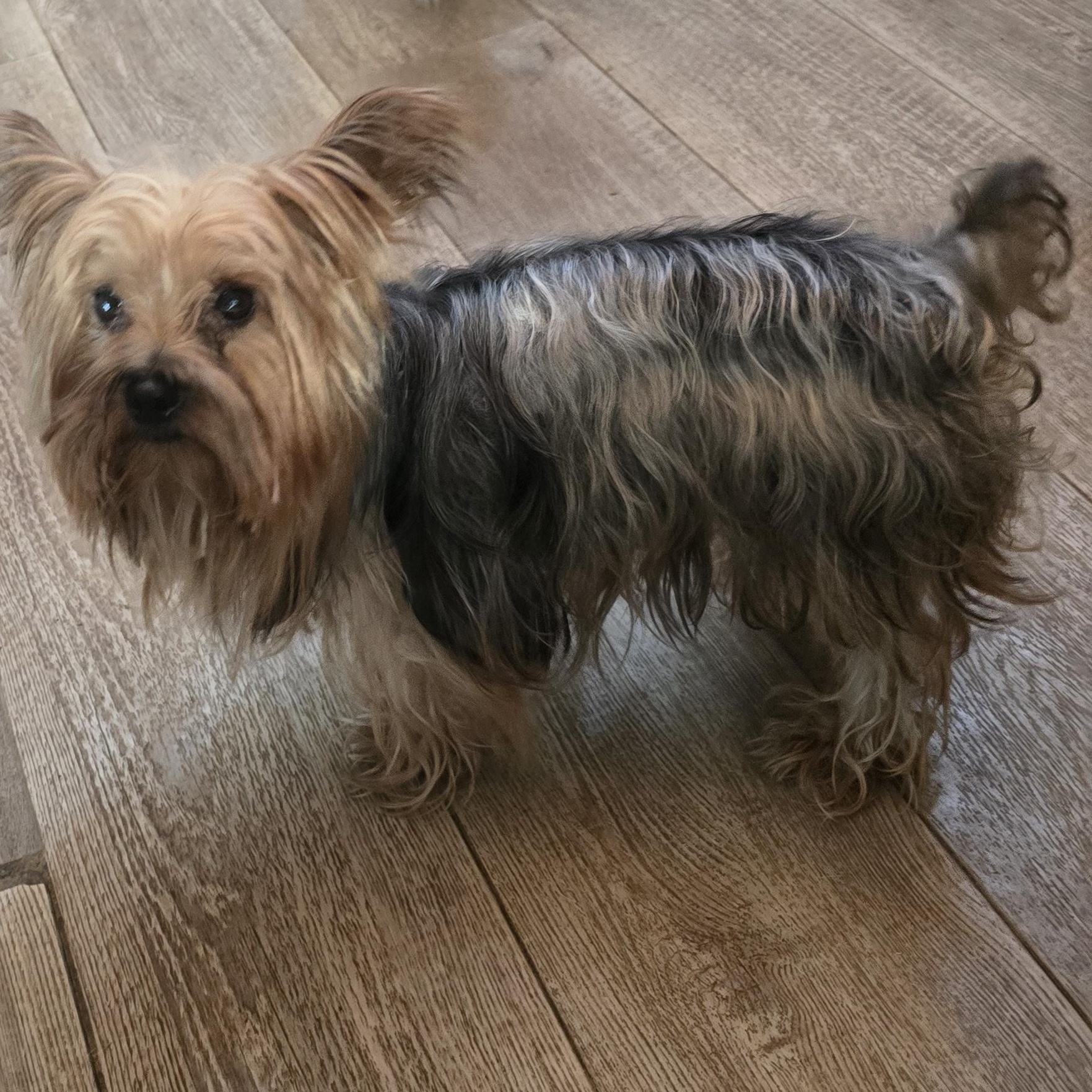 Kingston, an adoptable Morkie in Zaleski, OH, 45698 | Photo Image 1