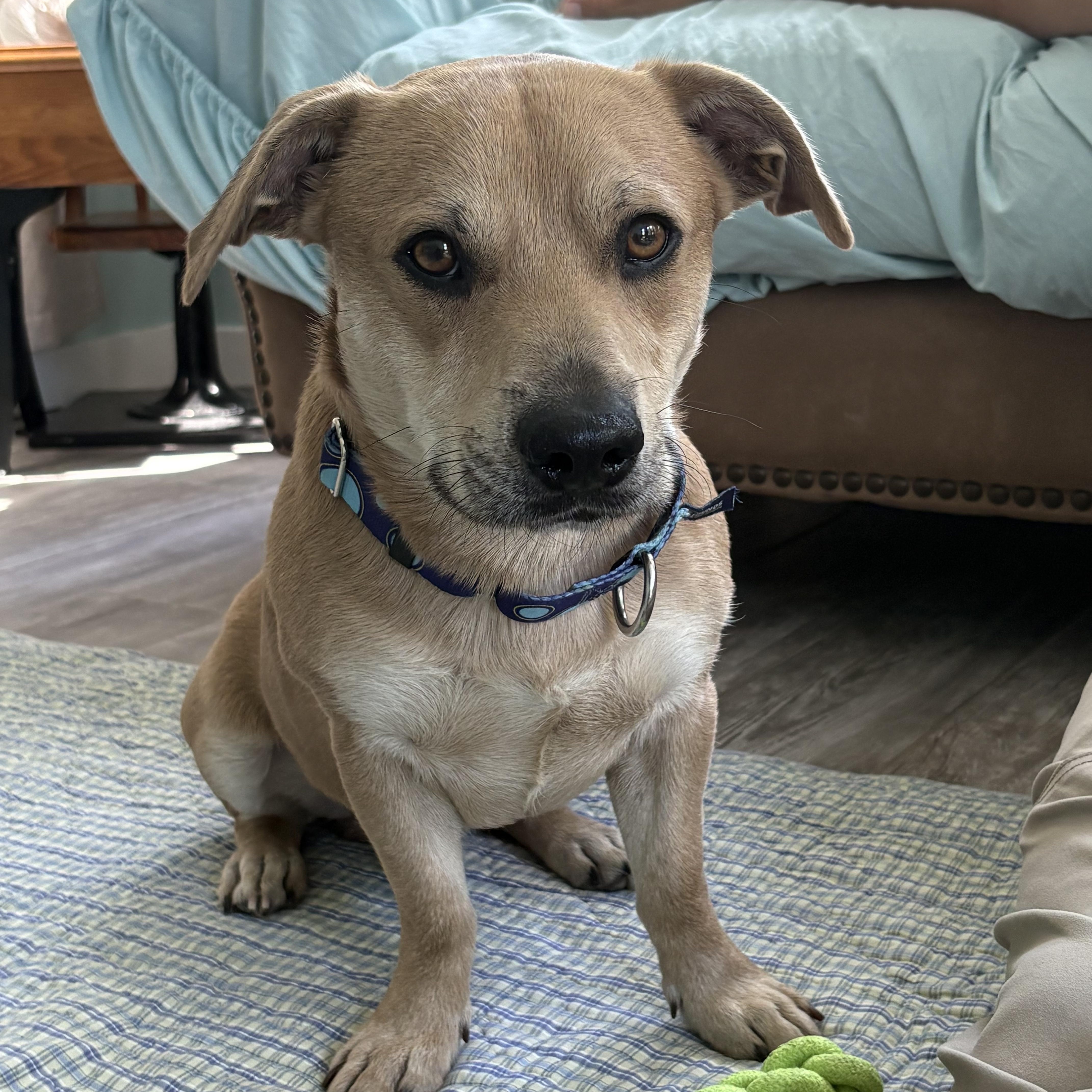 Enlarge Nemo, a ADOPTABLE mixed breed in Hillsdale, NY image 2/4