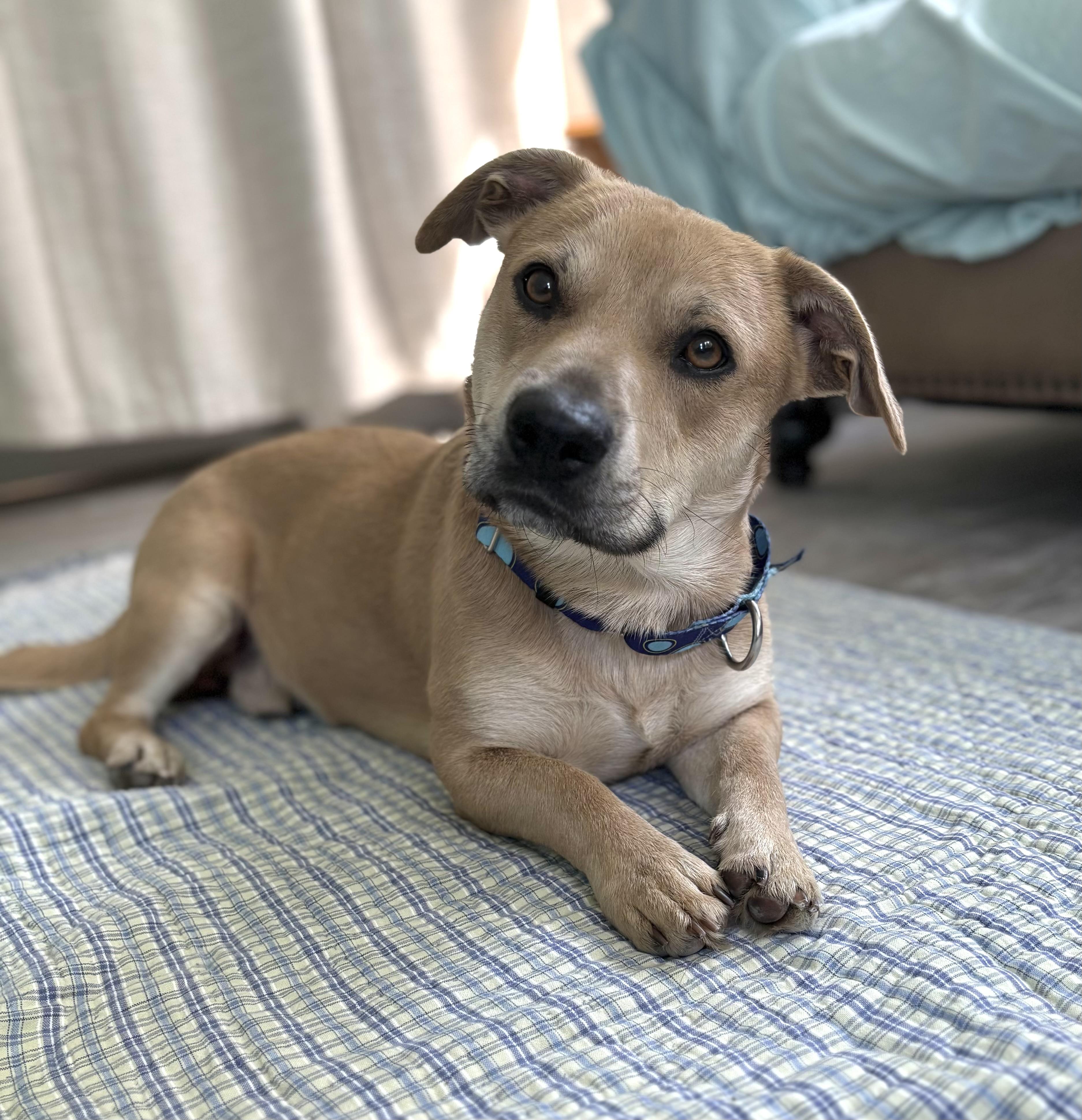 Nemo, ADOPTABLE, Young Male Labrador Retriever & Basset Hound.