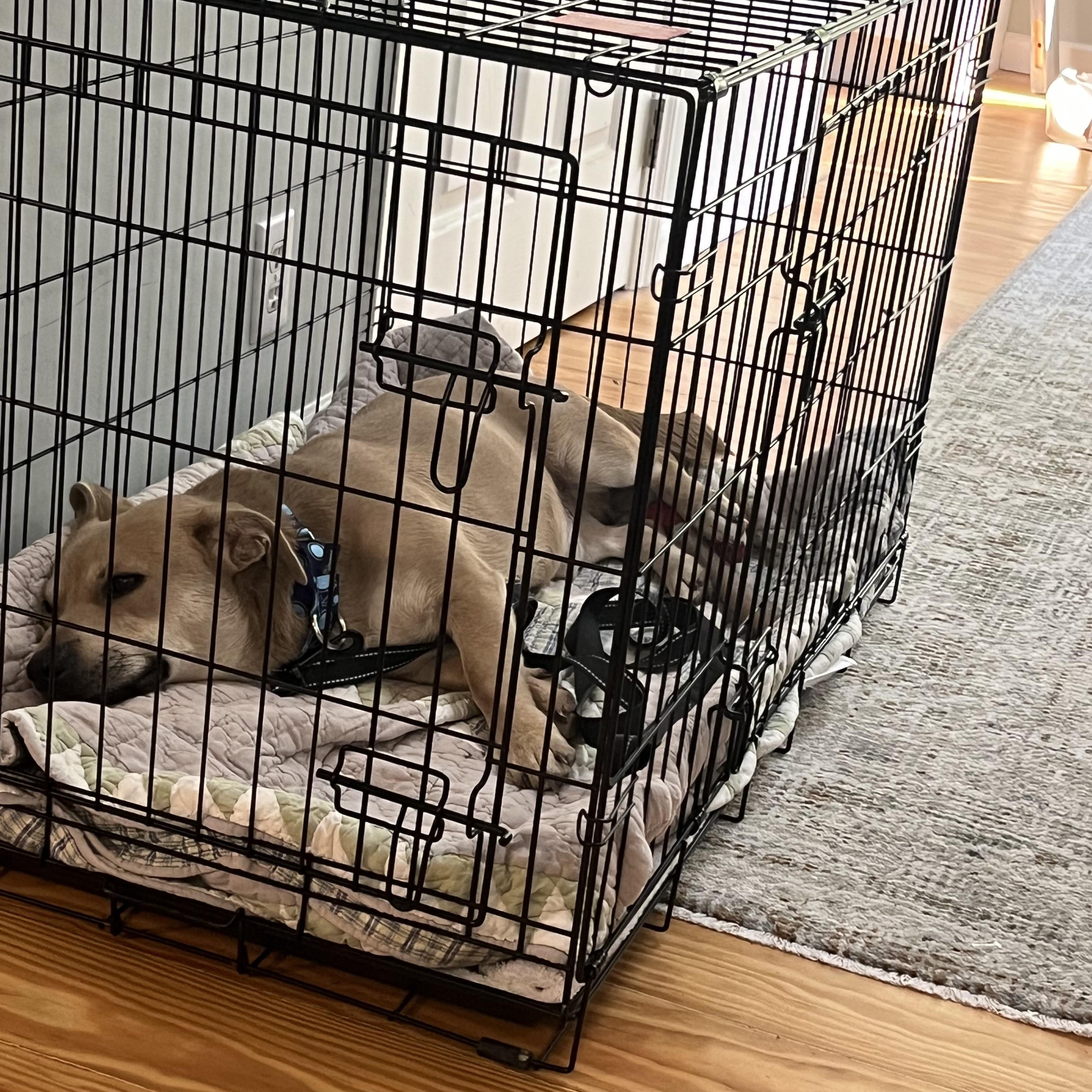 Enlarge Nemo, a ADOPTABLE mixed breed in Hillsdale, NY image 4/4