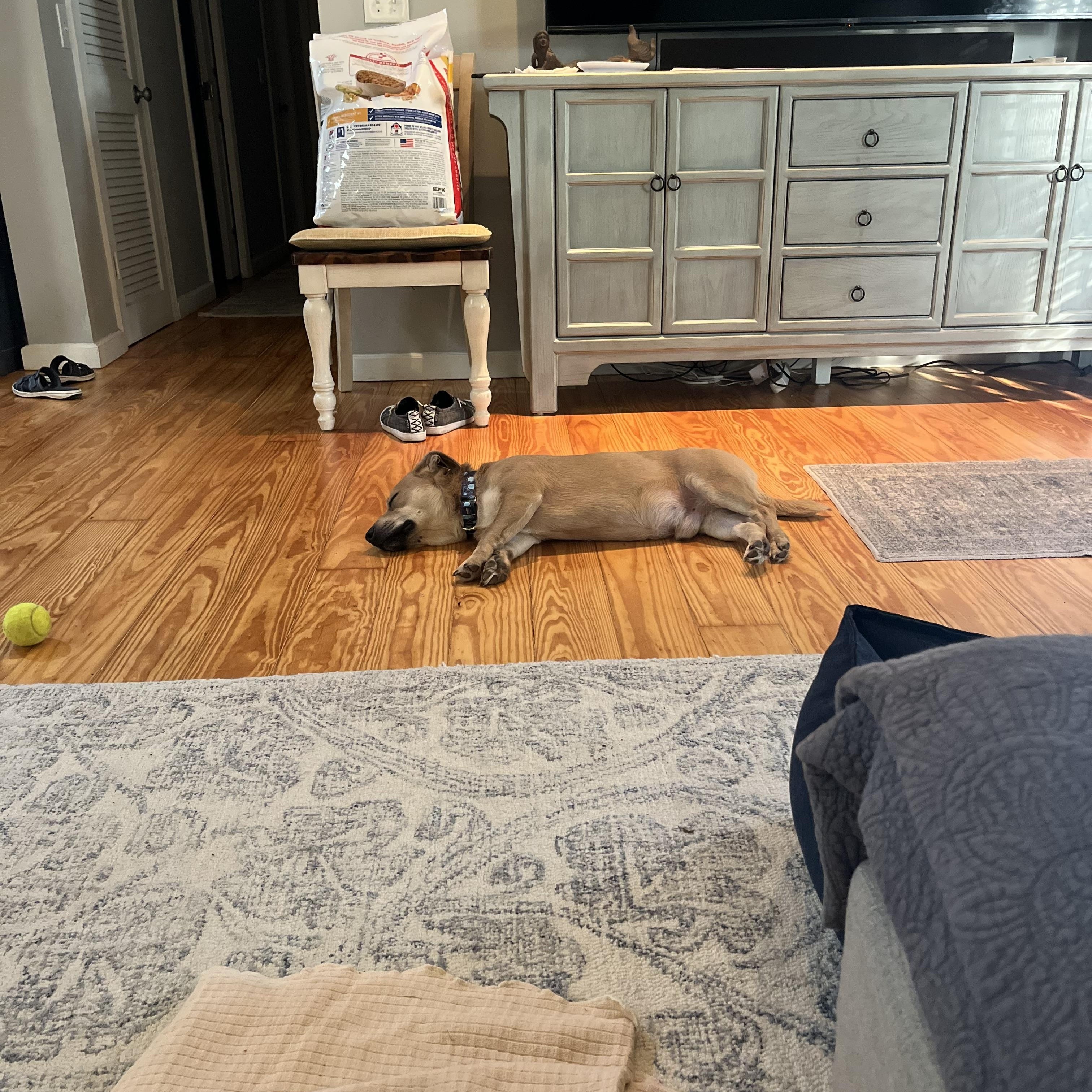 Enlarge Nemo, a ADOPTABLE mixed breed in Hillsdale, NY image 3/4