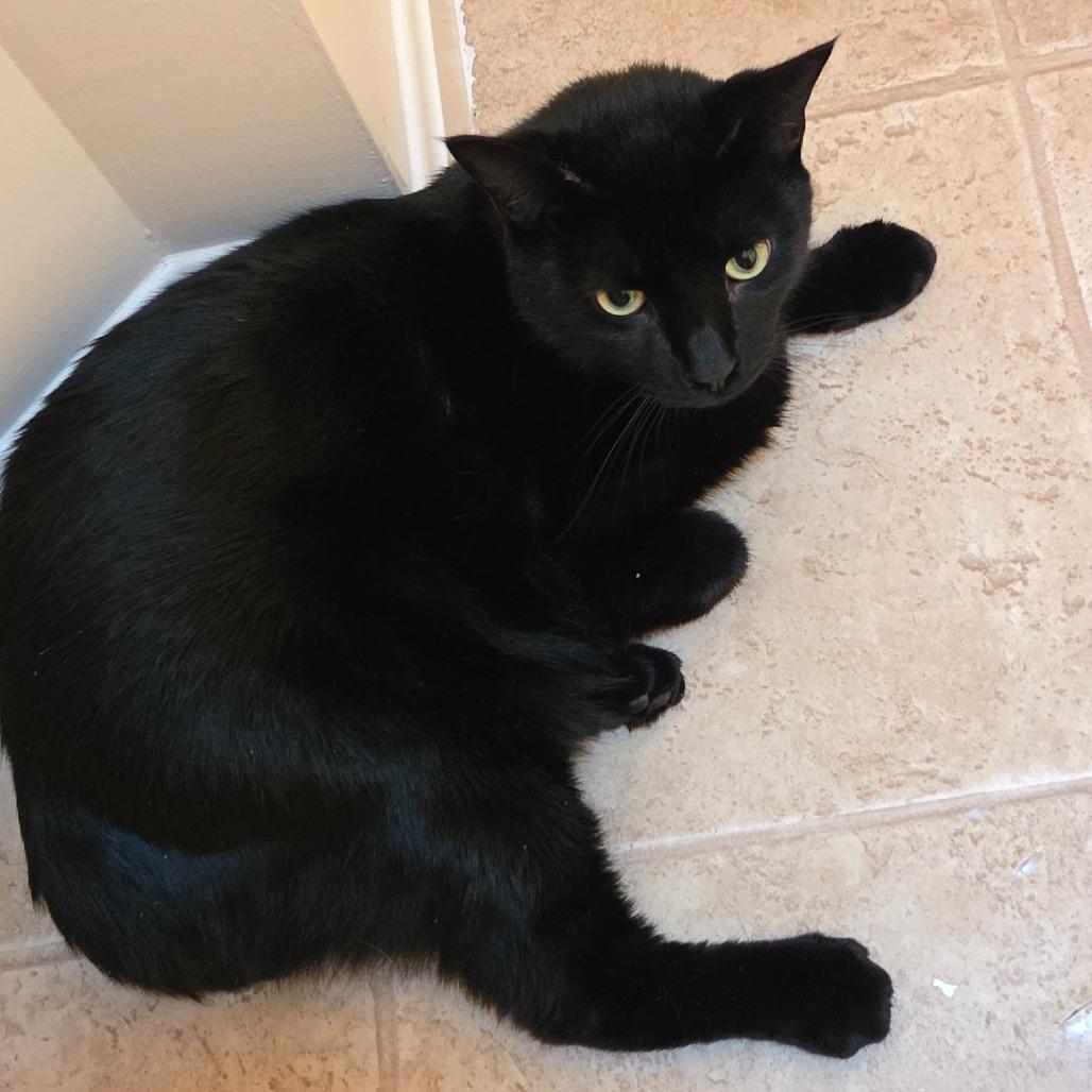 Cocoa, Adoptable, Adult Male Domestic Short Hair.