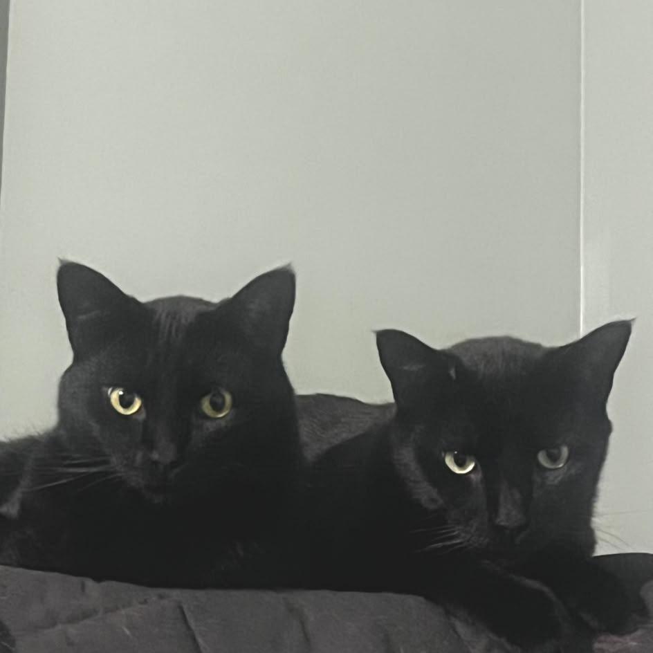 Enlarge Cocoa, a Adoptable Domestic Short Hair in Winchester, VA image 2/2