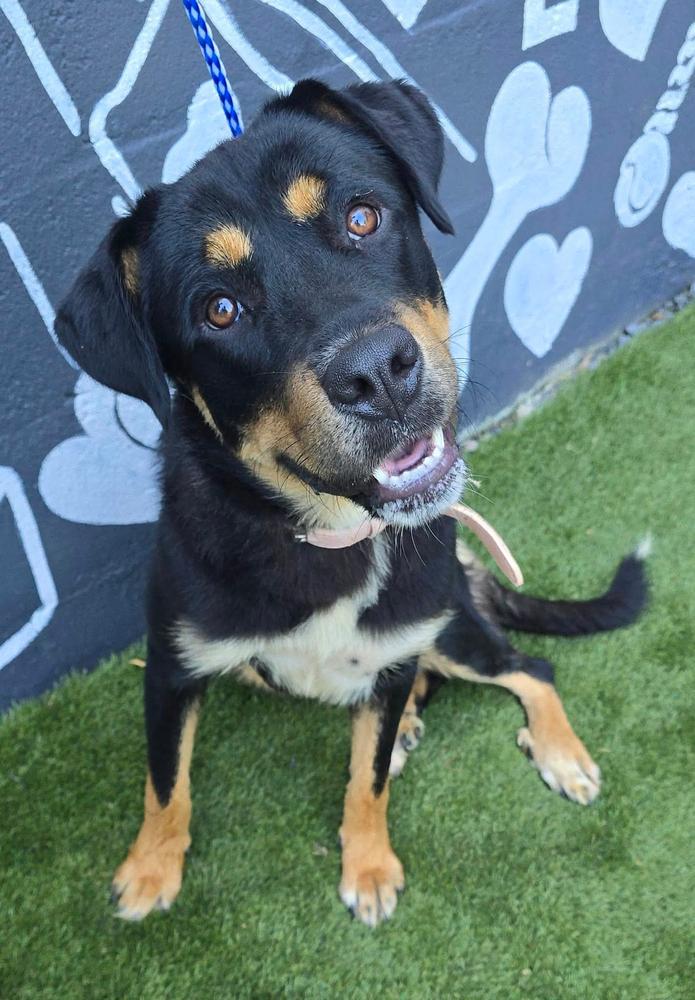 Sassafrass, Adoptable, Young Female Rottweiler & Labrador Retriever.
