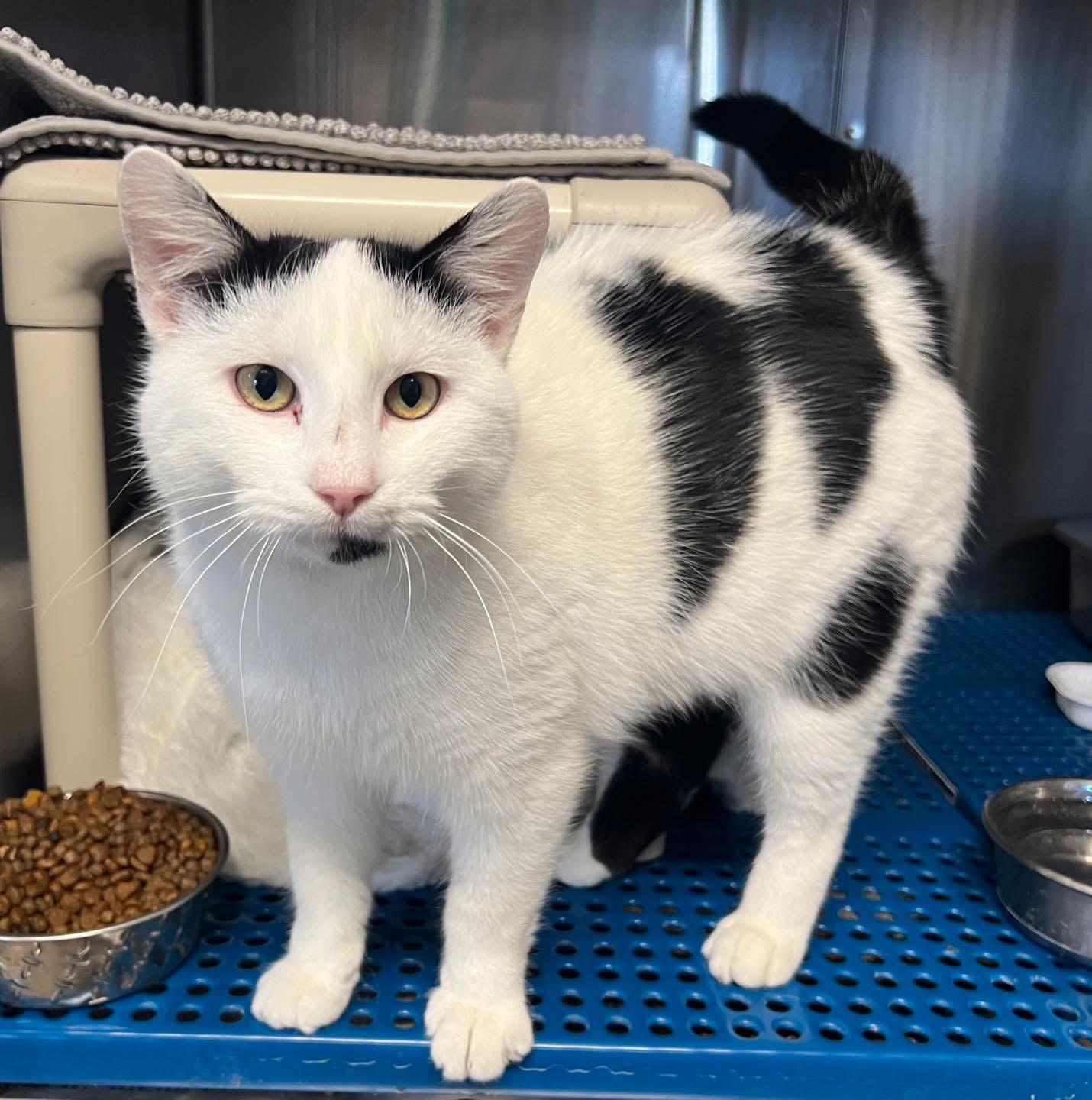 Enlarge Sterling , a ADOPTABLE Domestic Short Hair in Sullivan, MO image 1/1