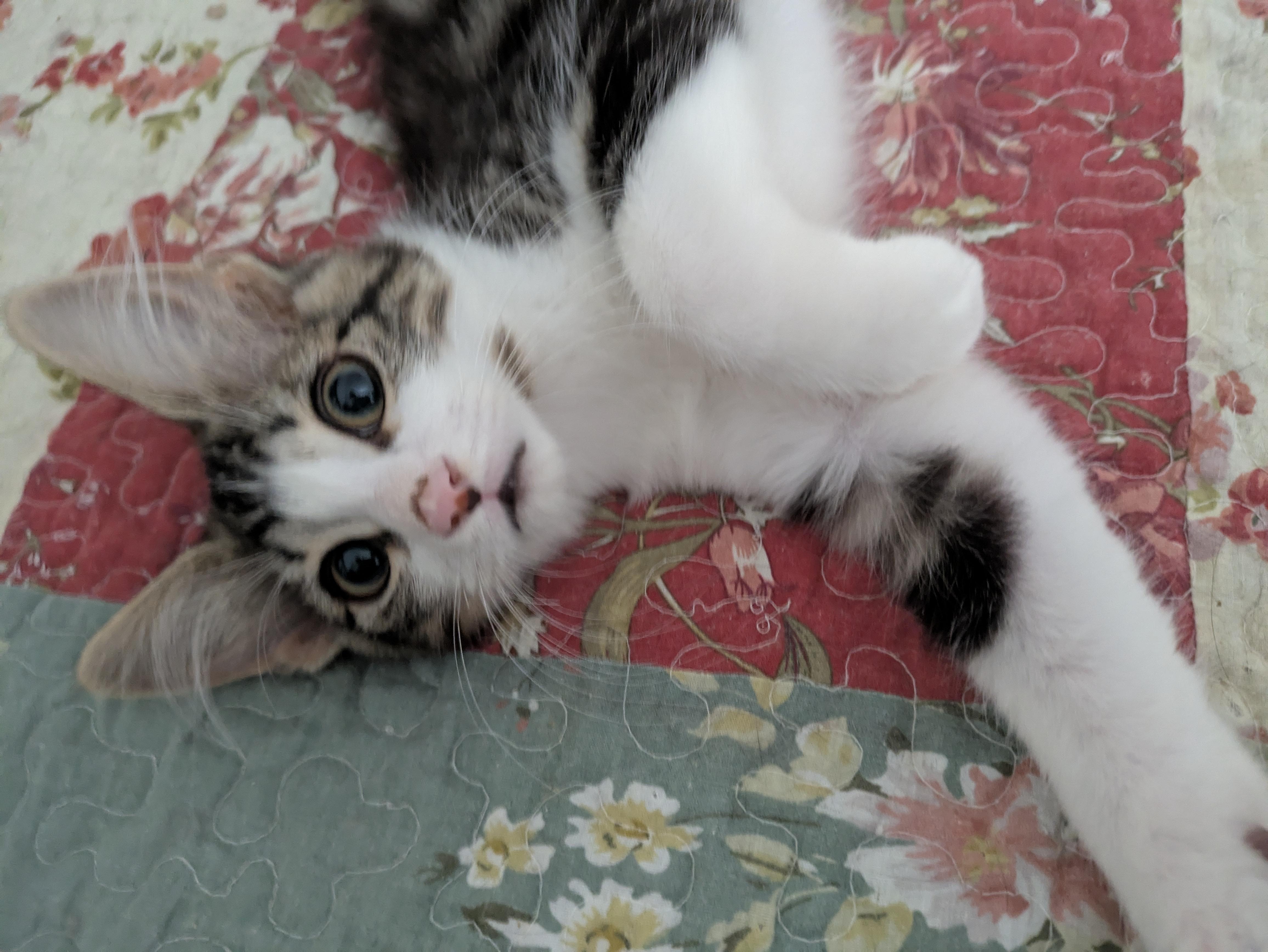 Enlarge Macy, a ADOPTABLE Domestic Medium Hair in Walnut, CA image 1/1