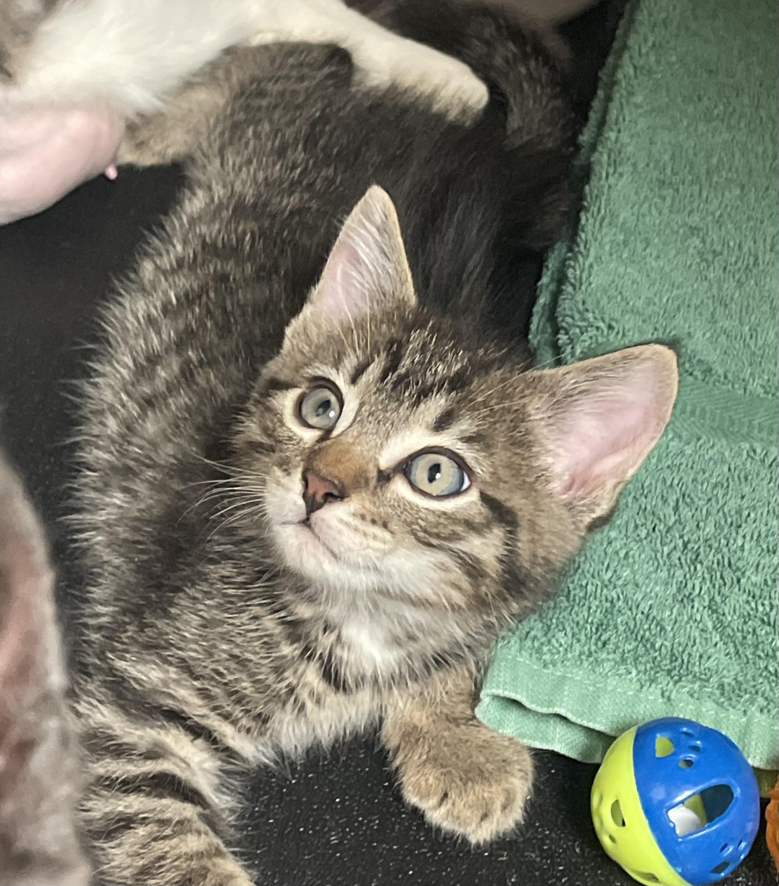 Apricot, adopted, Kitten Male Domestic Short Hair.