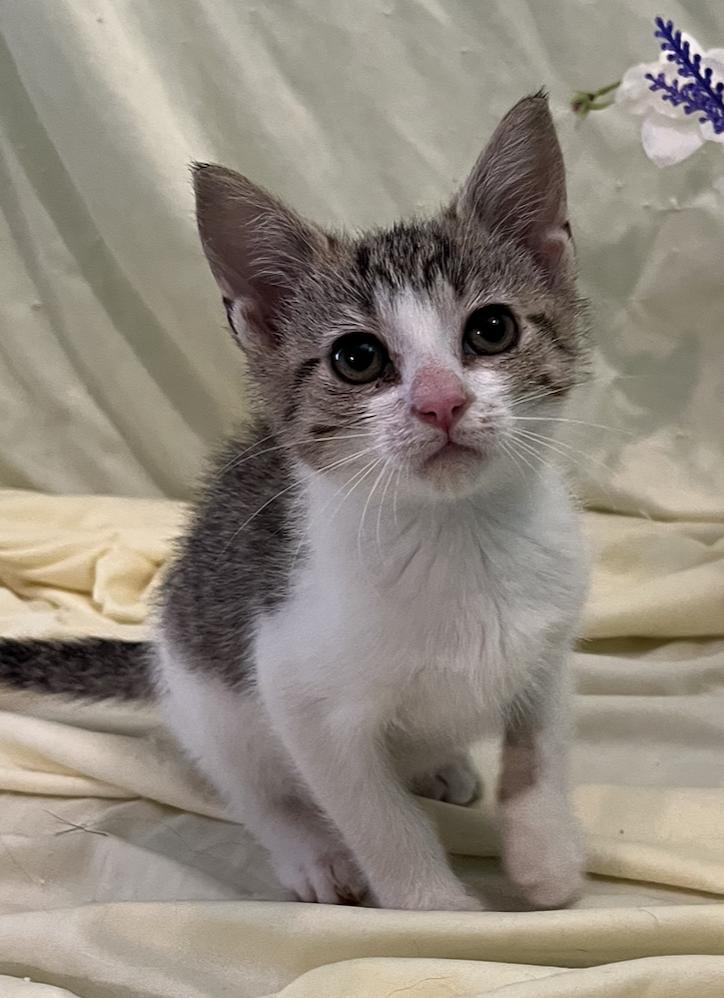 Enlarge Molly, a Adoptable Domestic Short Hair in Connelly Springs, NC image 4/4