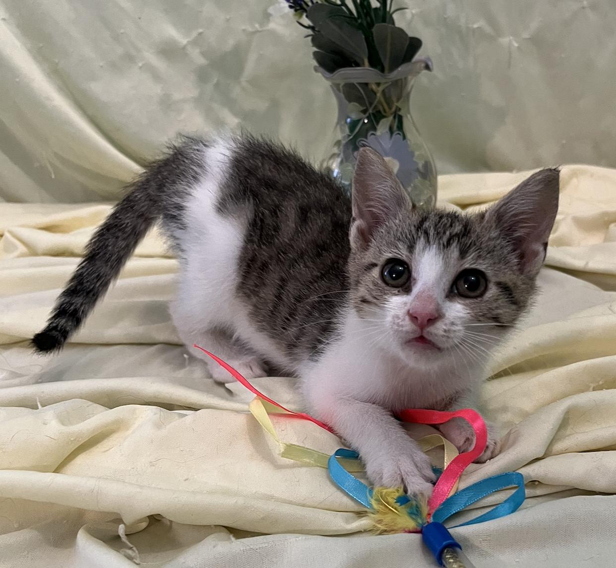 Enlarge Molly, a Adoptable Domestic Short Hair in Connelly Springs, NC image 3/4