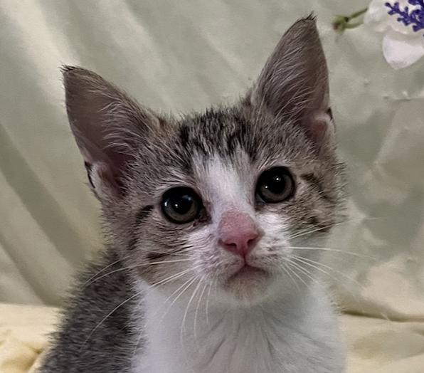 Enlarge Molly, a Adoptable Domestic Short Hair in Connelly Springs, NC image 1/4