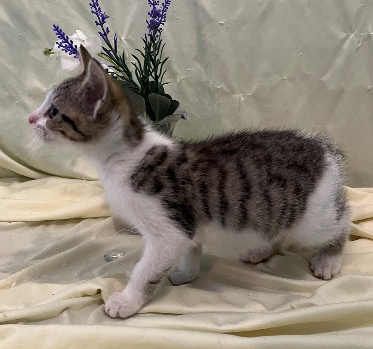 Enlarge Molly, a Adoptable Domestic Short Hair in Connelly Springs, NC image 2/4