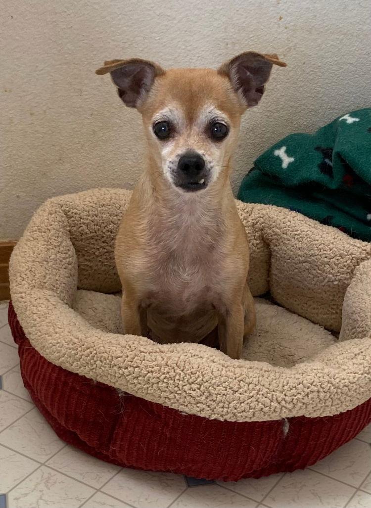 Maxie, Adoptable, Senior Female Chihuahua & Pug.