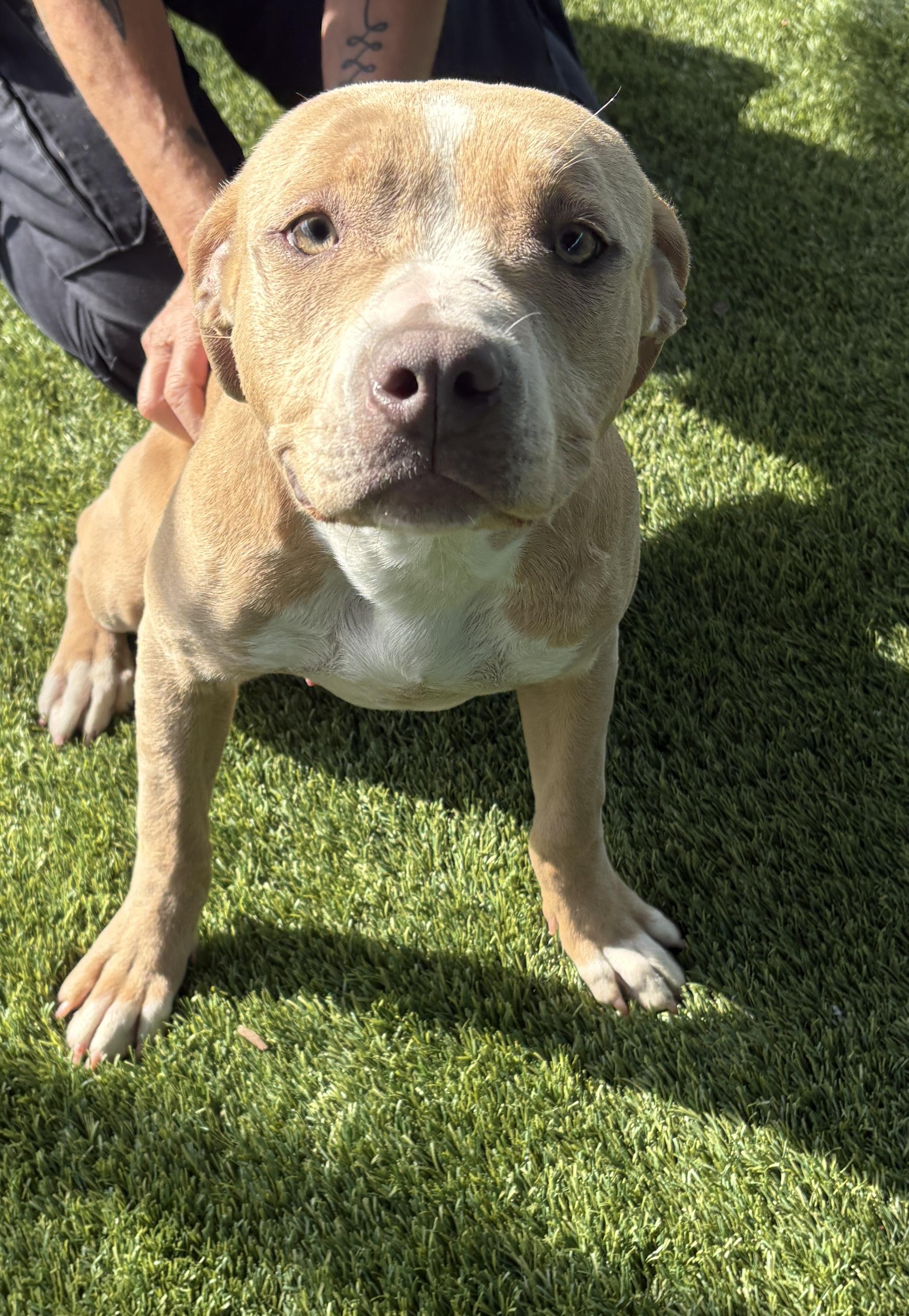 Virginia, Adoptable, Adult Female Pit Bull Terrier.