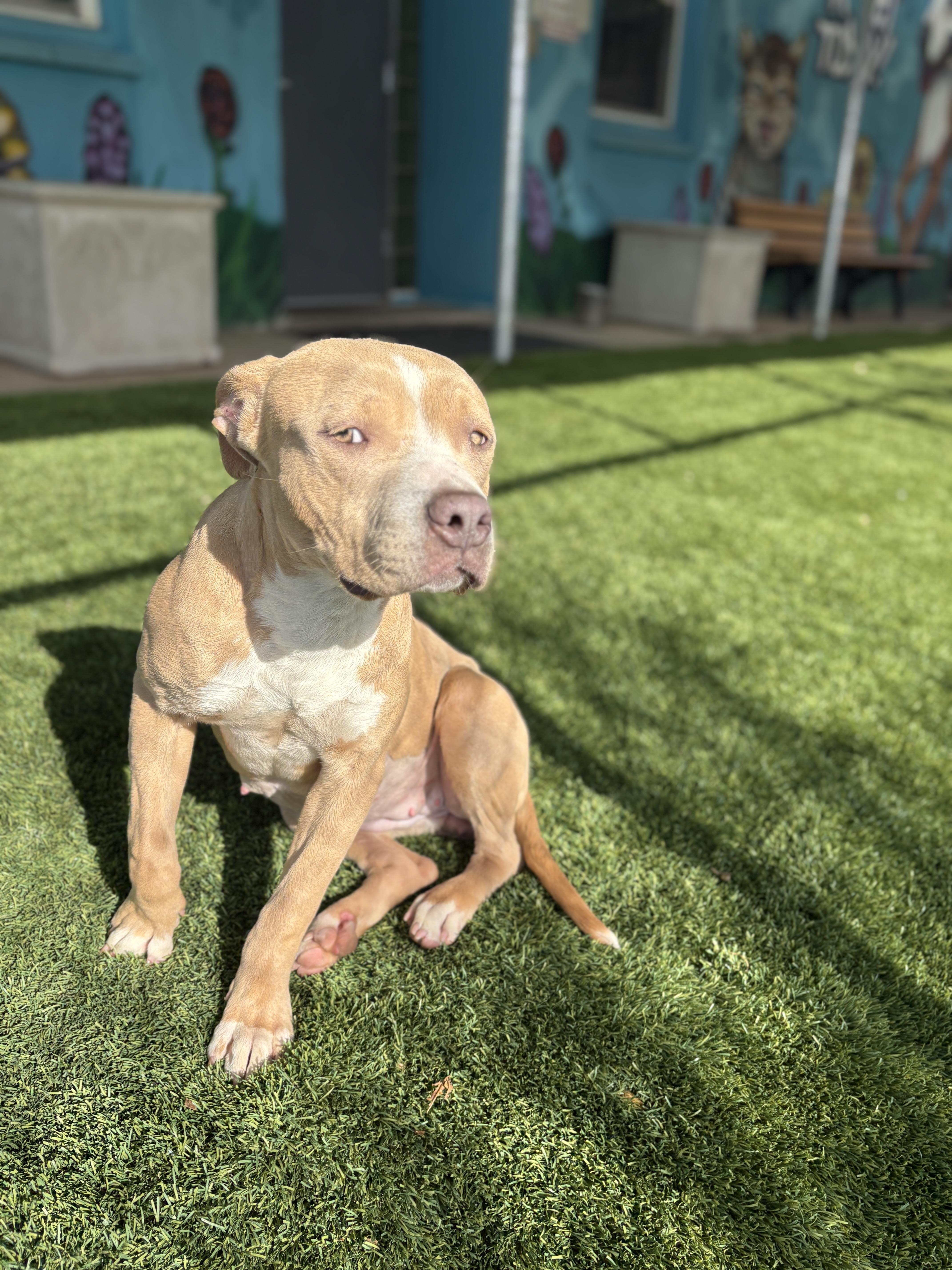 Enlarge Virginia, an adopted Pit Bull Terrier in Trenton, NJ image 2/2