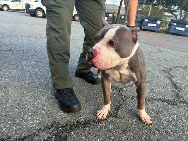 VIRGIL, Adoptable, Adult Male Pit Bull Terrier.