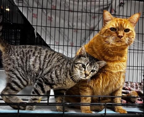 Enlarge Alex, a Adoptable Domestic Short Hair in Lafayette, LA image 4/5