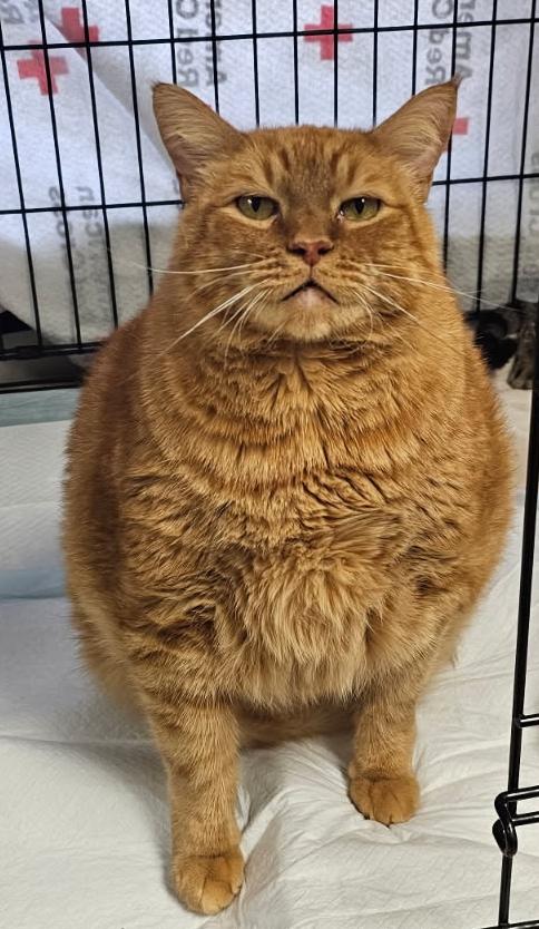 Enlarge Alex, a Adoptable Domestic Short Hair in Lafayette, LA image 2/5