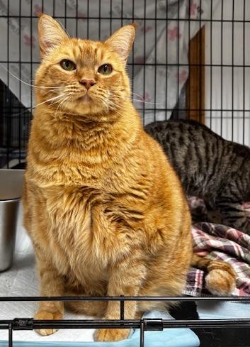 Enlarge Alex, a Adoptable Domestic Short Hair in Lafayette, LA image 3/5